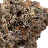 Close-up of Granny Crack Indoor THCa Flower with dense white trichomes and vibrant orange pistils